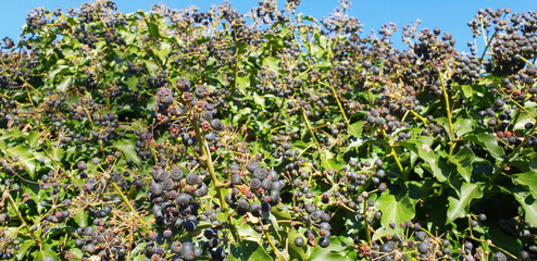 Hedera helix. Black berries on Wild ivy against green leaves and blue sky on a sunny day. Panorama.