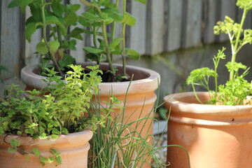 Herb garden in terracotta pots