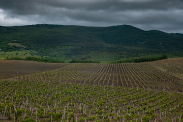 Fototapeta na wymiar green spring vine yards landscape in cloudy weather