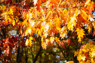 Bright yellow oak leaves