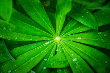 Fresh green leaves with water drops in the garden. Selective focus. Shallow depth of field.