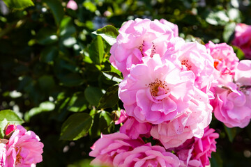 Pink climbing rose closeup.