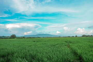 Landscape photography rice field and beautiful blue sky with white clouds.