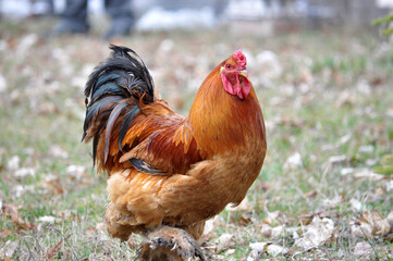 Domestic rooster in the country yard