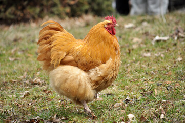 Naklejka na ściany i meble Domestic rooster in the country yard