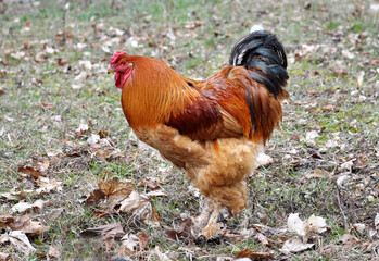 Domestic rooster in the country yard