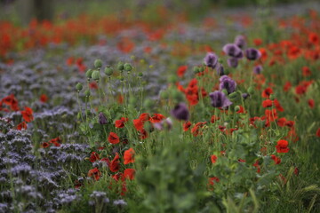 red and purple poppies on the field with raindrops