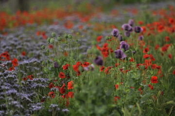 Fototapeta premium red and purple poppies on the field with raindrops