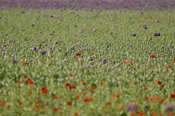 red and purple poppies on the field with raindrops


