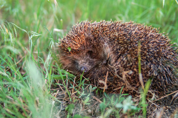 hedgehog in the grass