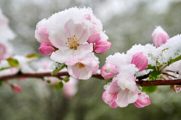 Blossoms of apple trees are covered with snow
