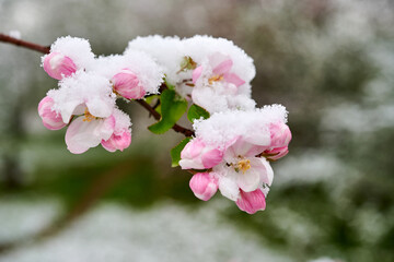 Blossoms of apple trees are covered with snow