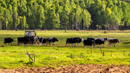 Krajobraz wiejski Podlasia. Dolina Narwi, Podlasie, Polska © podlaski49