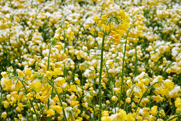Field of flowering rape covered with snow in the spring.