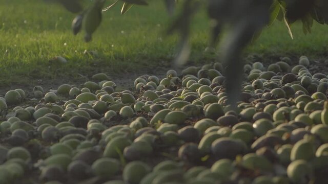 feijoas under tree
