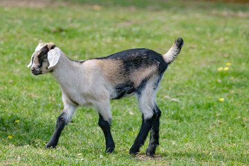 Obraz premium One brown, white baby goat kid, walking on the spring grass