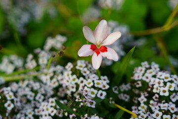 白い花弁に赤色が印象的なヒメヒオウギ