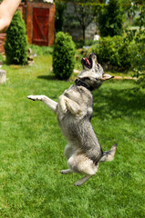 dog playing with ball
