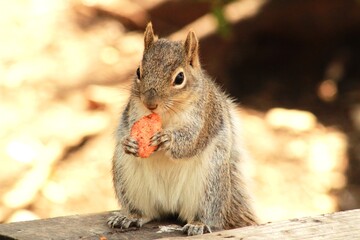 squirrel eating nut