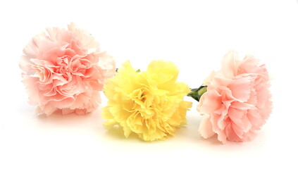 ピンクと黄色のカーネーション