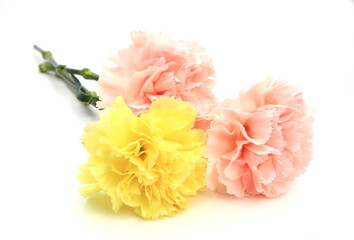 ピンクと黄色のカーネーション