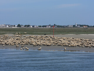 mouton baie de somme