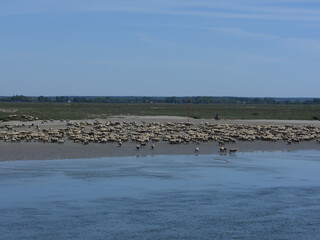 mouton baie de somme