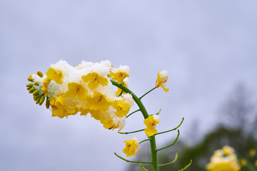 Winter oilseed rape twig covered with snow