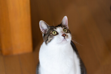 見つめるネコ　キジトラ猫　キジトラ白