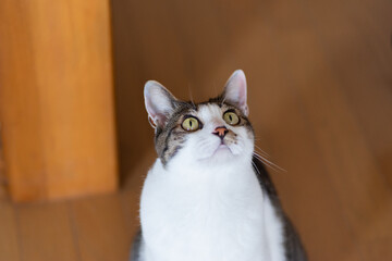 見つめるネコ　キジトラ猫　キジトラ白