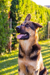 A shepherd dog is posing in a yard on a sunny day
