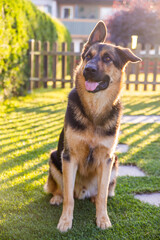 A shepherd dog is posing in a yard on a sunny day