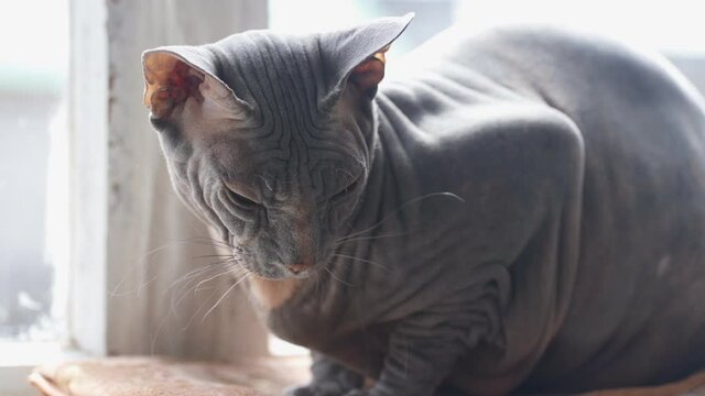 cute sphinx cat