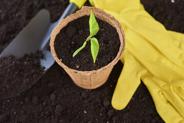 Plant in pot, small shovel and yellow gloves on soil. Plant care and gardening concept