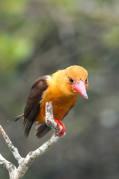 This is a Brown-winged kingfisher.This picture was taken at Sunderban,West Bengal, India in the month of November.