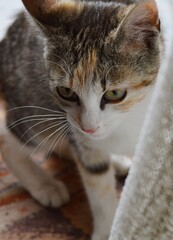 the little cat wants to enter the house