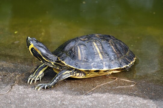 Gelbwangenschildkröte Bilder Durchsuchen 1,000 Archivfotos