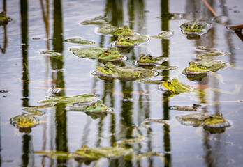 A common water frog, pelophylax esculentus, in the water. Pilsen, Czech Republic