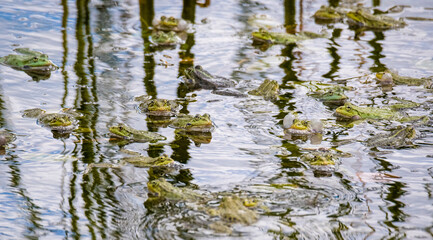 A common water frog, pelophylax esculentus, in the water. Pilsen, Czech Republic