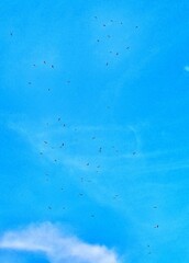 birds looking like dots on the huge sky.