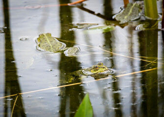 A common water frog, pelophylax esculentus, in the water. Pilsen, Czech Republic