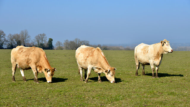 Panoramic photo of three cows (Bos) standing in field in Mayenne department, Pays de la Loire region, in France