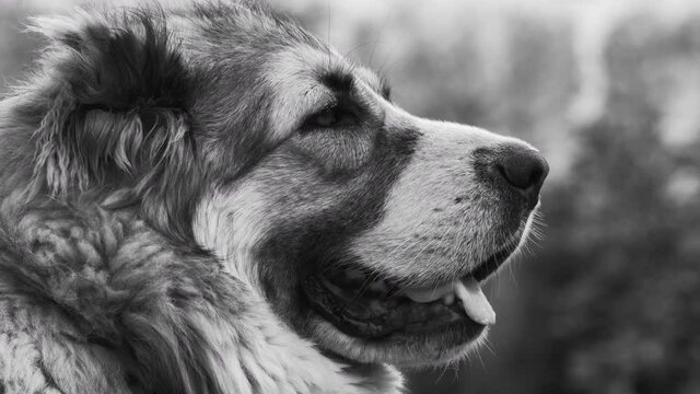 Central Asian Shepherd dog Alabai portrait close up Black and white color