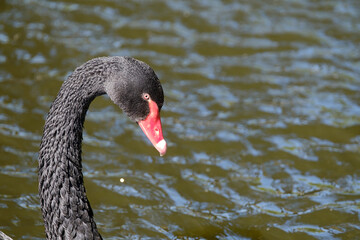 One black swan with red beak, swim in a pond. Head and neck only. Reflections in the water. The sun shines on the feathers