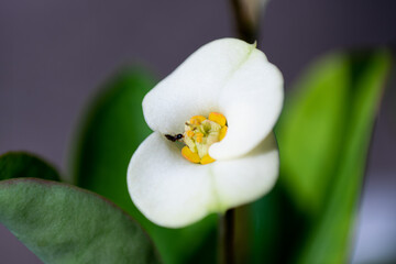 white needle flower with bug macro