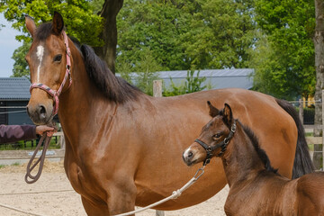 Obraz premium Close-up of a little brown foal,horse standing next to the mother, during the day with a countryside landscape