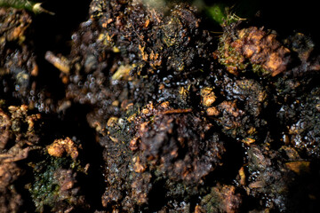 Abundant soil close up background or texture