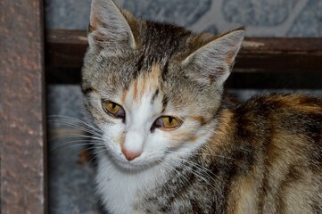 portrait of a small colorful cat