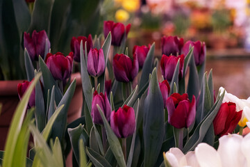 tulip named "Queen of the Night". It's velvety, dark maroon