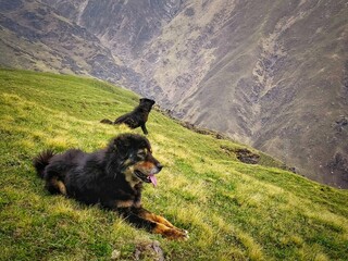 Trekking on mountains with himalayan wild dogs